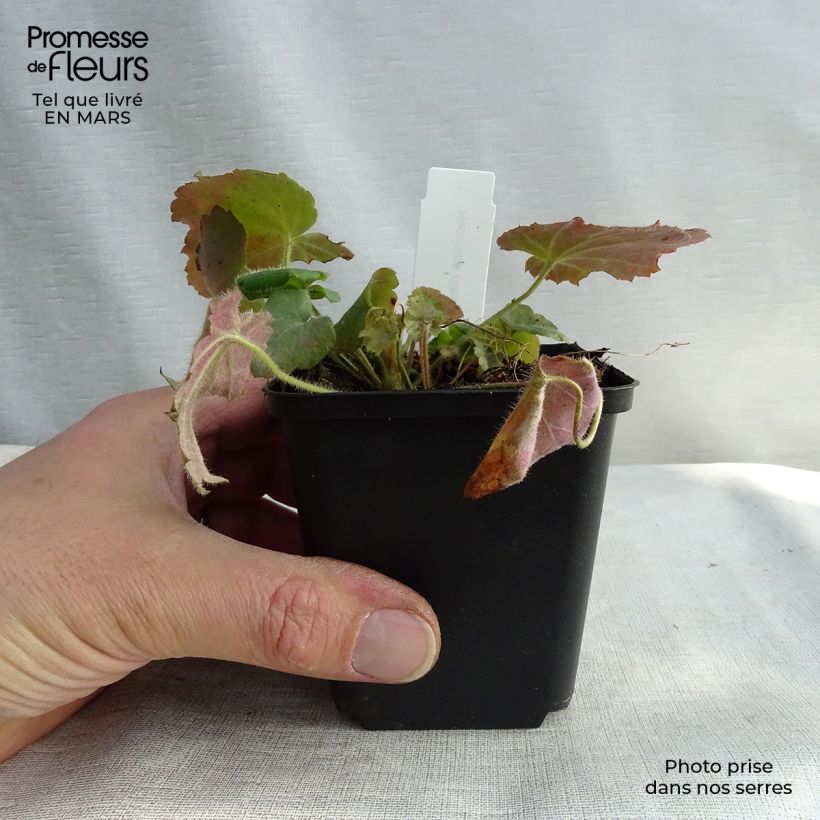Heuchera villosa var macrorrhiza 8/9 cm pot sample as delivered in spring