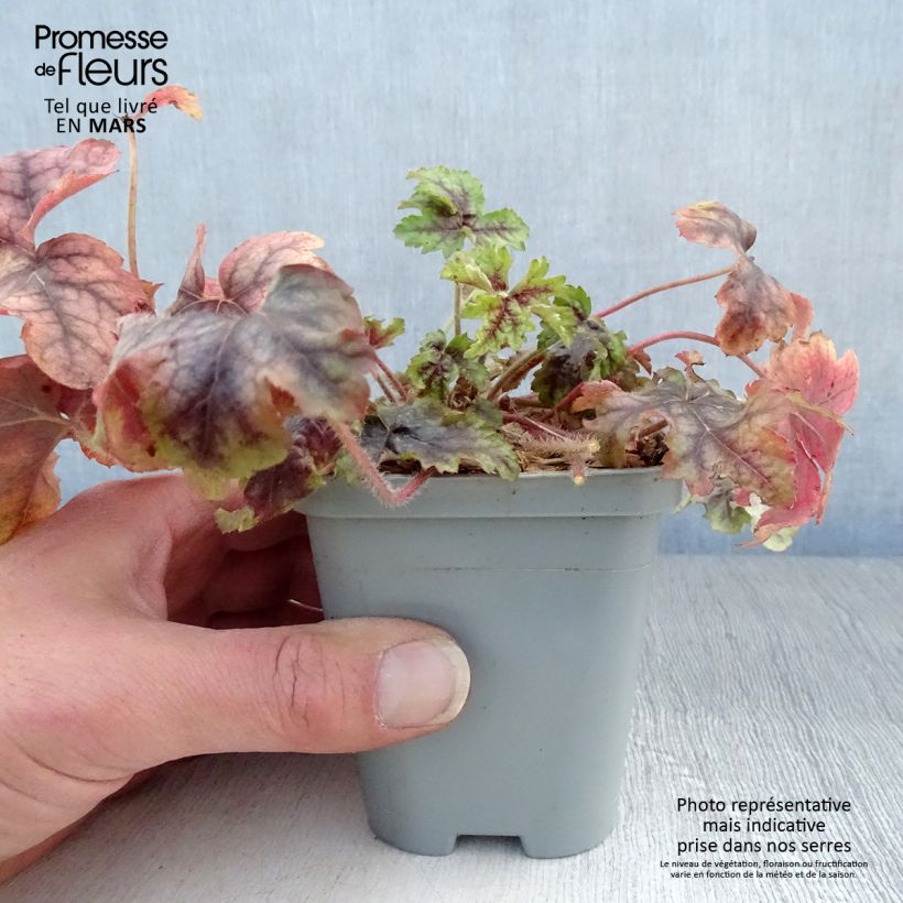 Heuchera Van Gogh 8/9 cm pot sample as delivered in spring