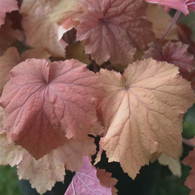 Heuchera villosa Mega Caramel (Foliage)