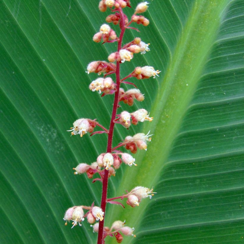 Heuchera villosa Mega Caramel (Flowering)