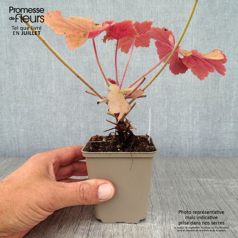 Heuchera villosa Mega Caramel 8/9 cm pot sample as delivered in summer