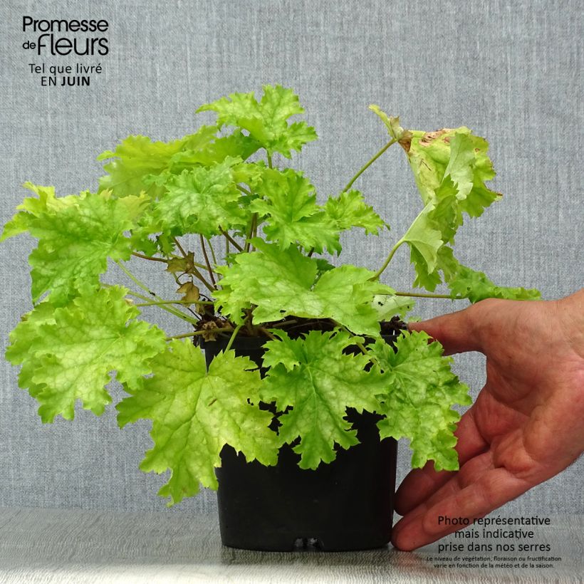 Heuchera hybrida Pear Crisp 1.5L/2L pot sample as delivered in summer