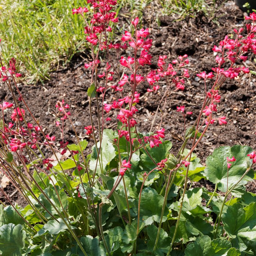 Heuchera Pluie de Feu (Plant habit)