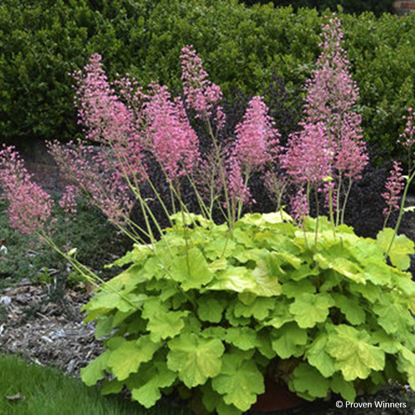 Heuchera Pretty Pistachio (Flowering)