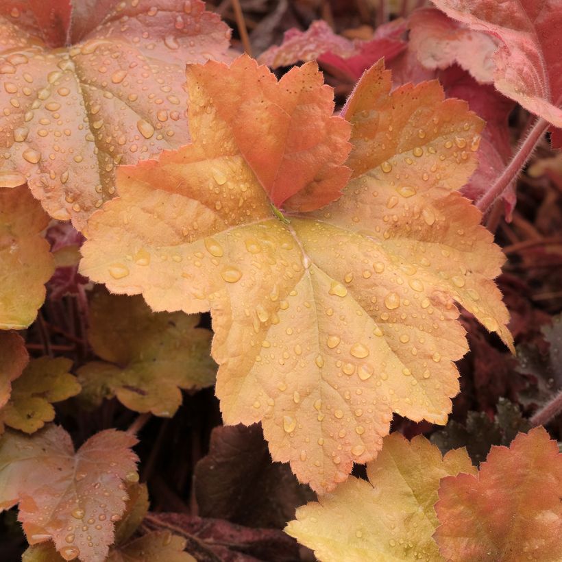 Heuchera Southern Comfort (Foliage)