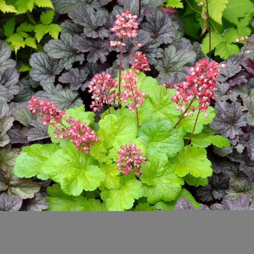 Heuchera hybrida Little Cuties Sweet Tart (Plant habit)