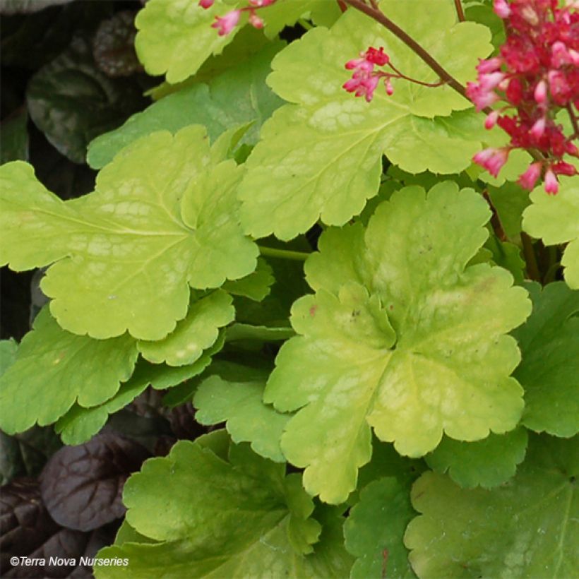 Heuchera hybrida Little Cuties Sweet Tart (Foliage)