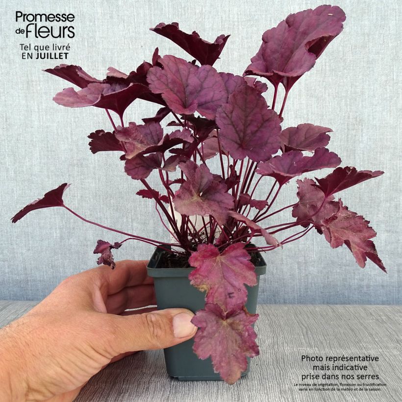 Heuchera Dolce Wildberry 8/9 cm pot sample as delivered in summer