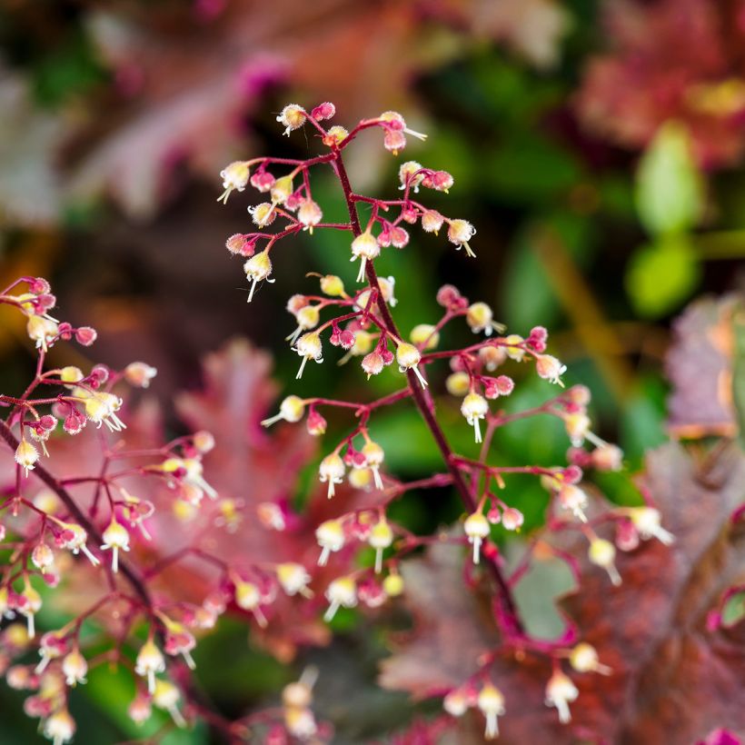 Hesperis matronalis var. albiflora Alba Plena (Flowering)