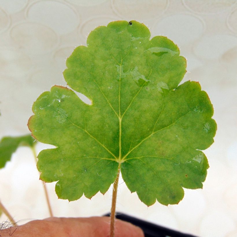 Heuchera sanguinea 'Leuchtkäfer' (Foliage)