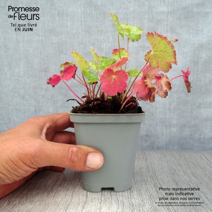 Heuchera sanguinea 'Leuchtkäfer' 8/9 cm pot sample as delivered in summer
