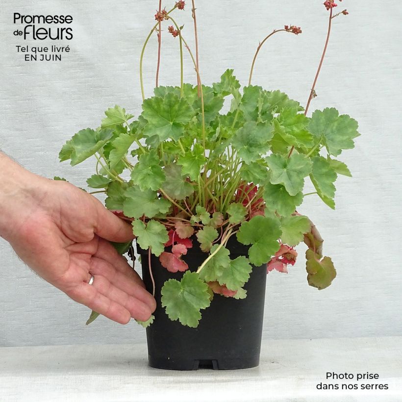 Heuchera sanguinea 'Leuchtkäfer' 2L/3L pot sample as delivered in summer