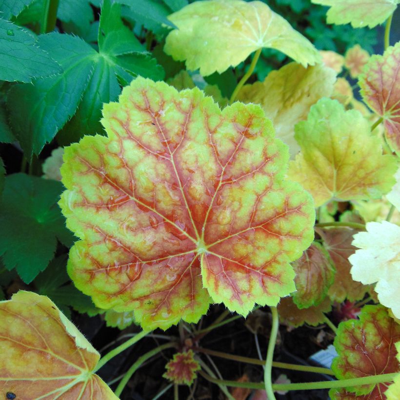 Heuchera Tiramisu (Foliage)