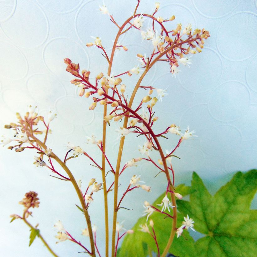 Heucherella Alabama sunrise (Flowering)