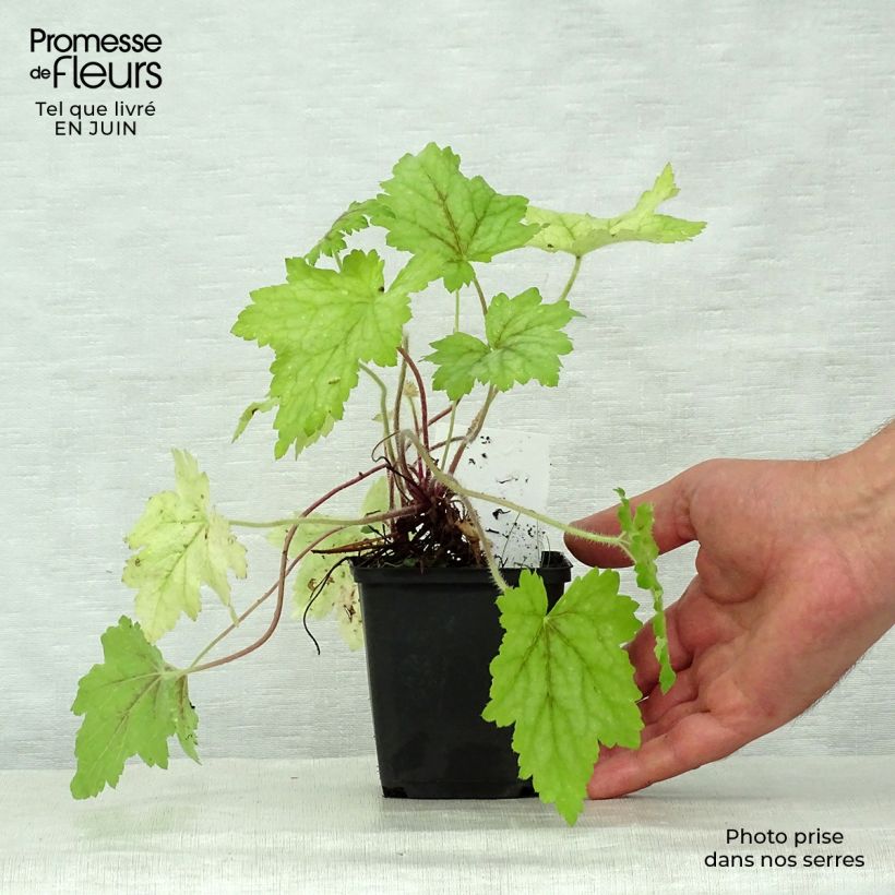 Heucherella Alabama sunrise 8/9 cm pot sample as delivered in summer