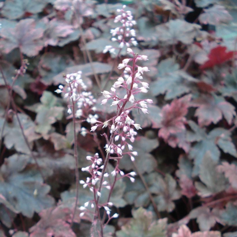 Heucherella Berry Fizz (Flowering)