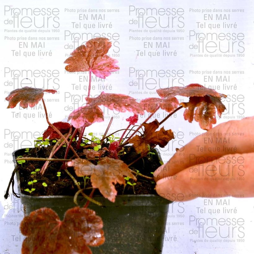 Example of Heucherella Berry Fizz specimen as delivered