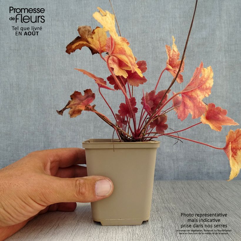 Heucherella Brass Lantern 8/9 cm pot sample as delivered in summer