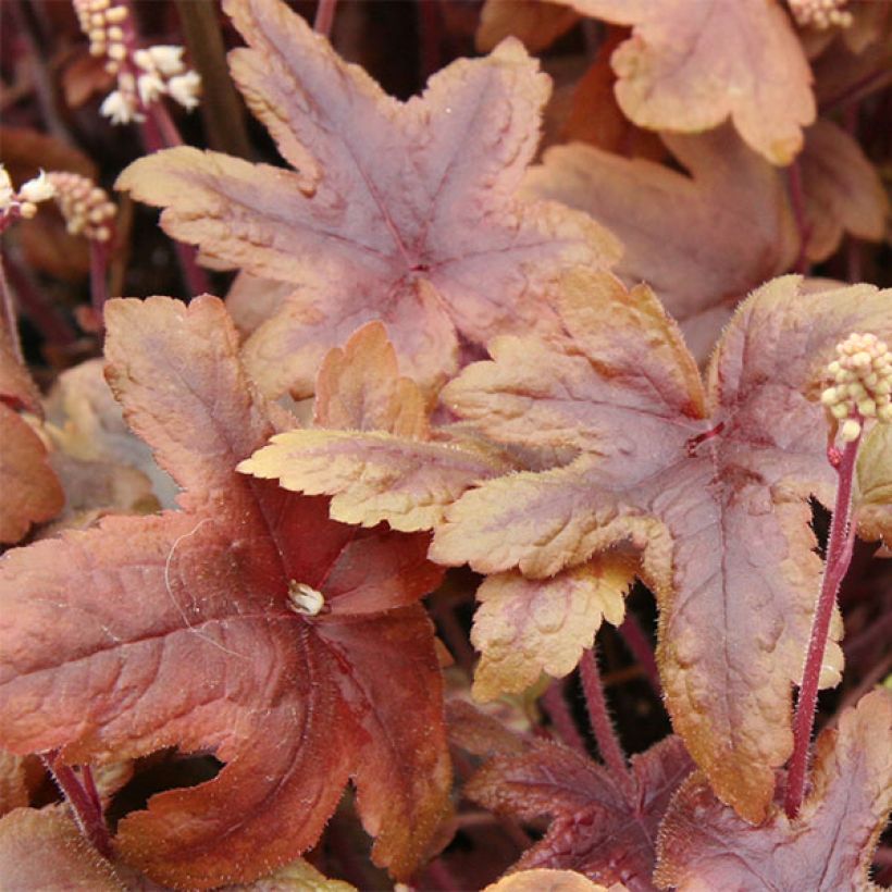 Heucherella Brass Lantern (Foliage)