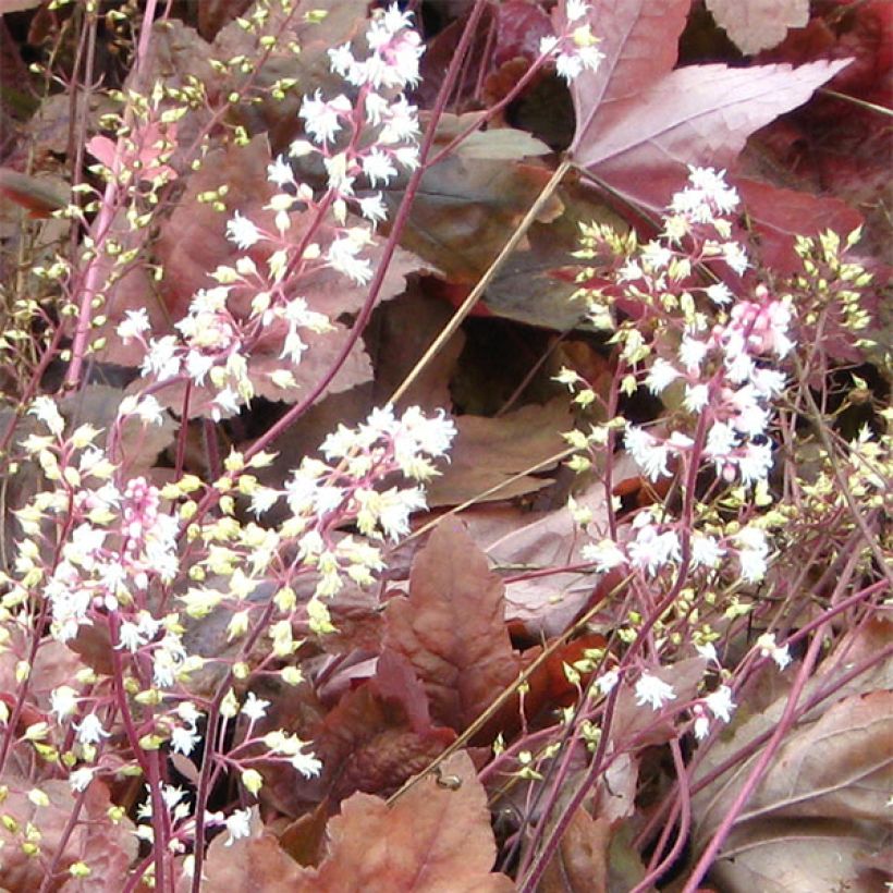 Heucherella Brass Lantern (Flowering)