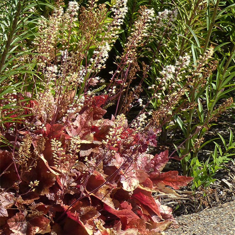 Heucherella Brass Lantern (Plant habit)