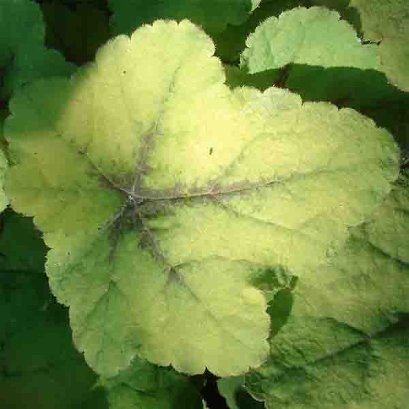 Heucherella Citrus shock (Foliage)