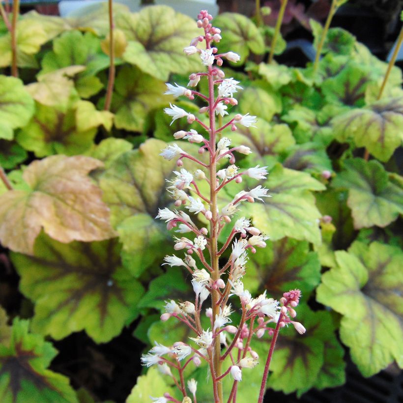 Heucherella Citrus shock (Flowering)