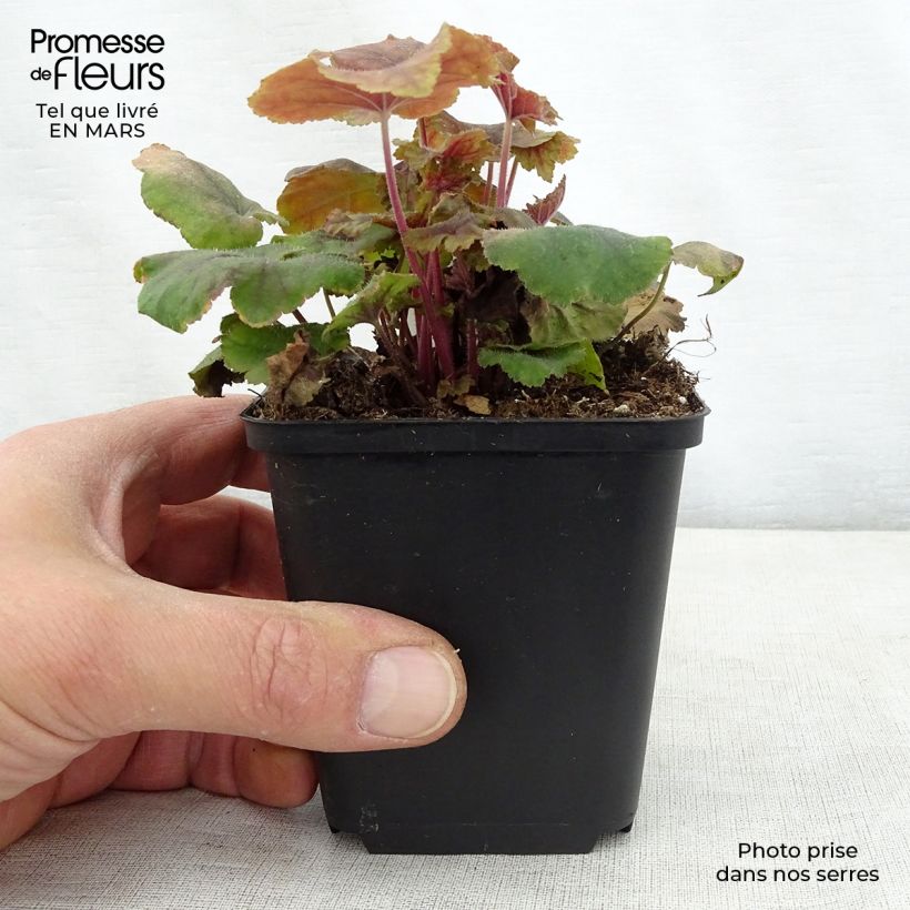 Heucherella Citrus shock sample as delivered in spring