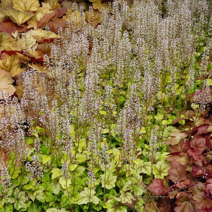 Heucherella Citrus shock (Plant habit)