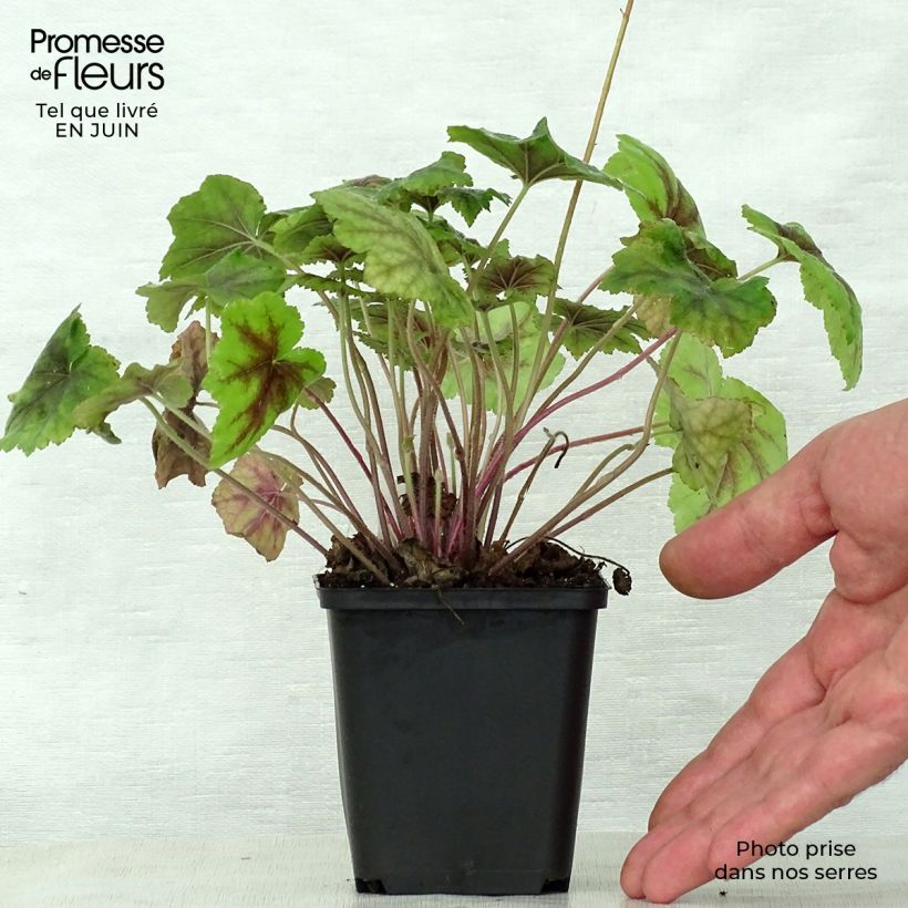 Heucherella Citrus shock 8/9 cm pot sample as delivered in summer