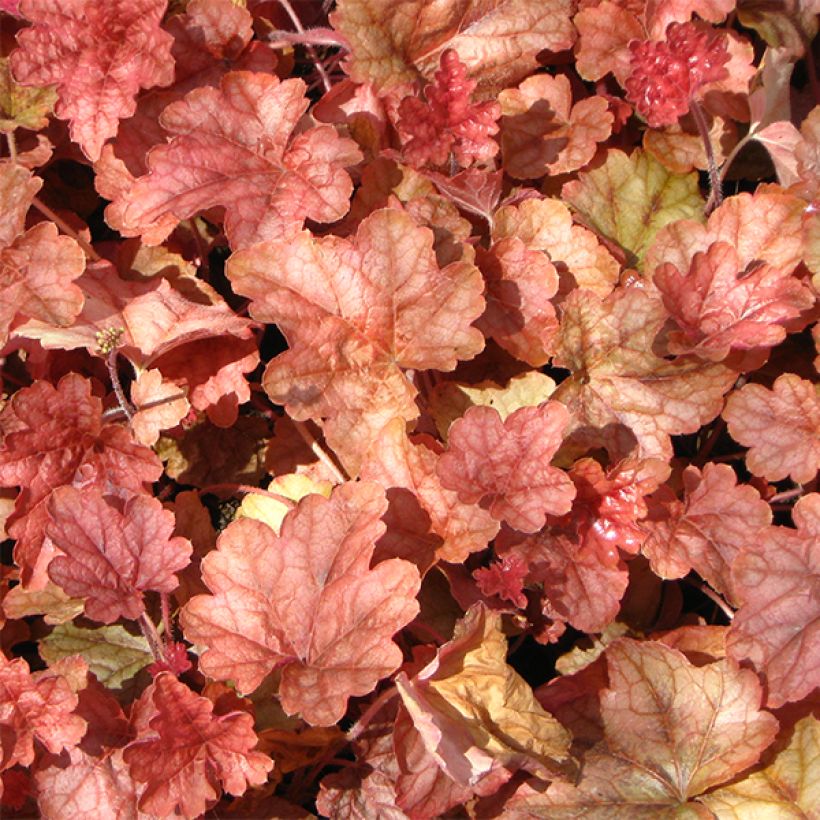 Heucherella Copper Cascade (Foliage)