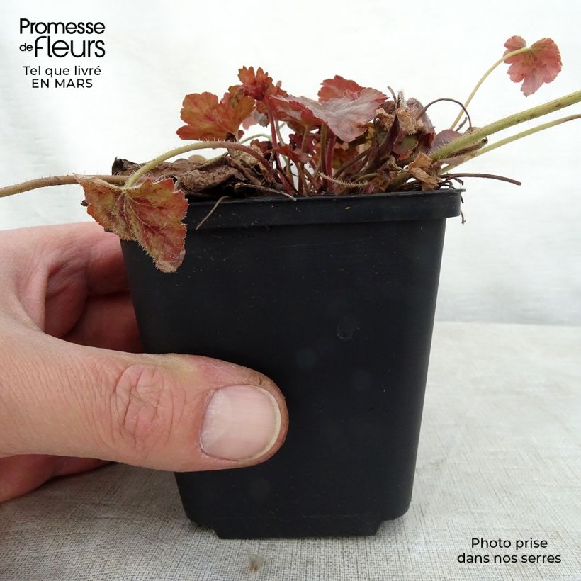 Heucherella Copper Cascade sample as delivered in spring