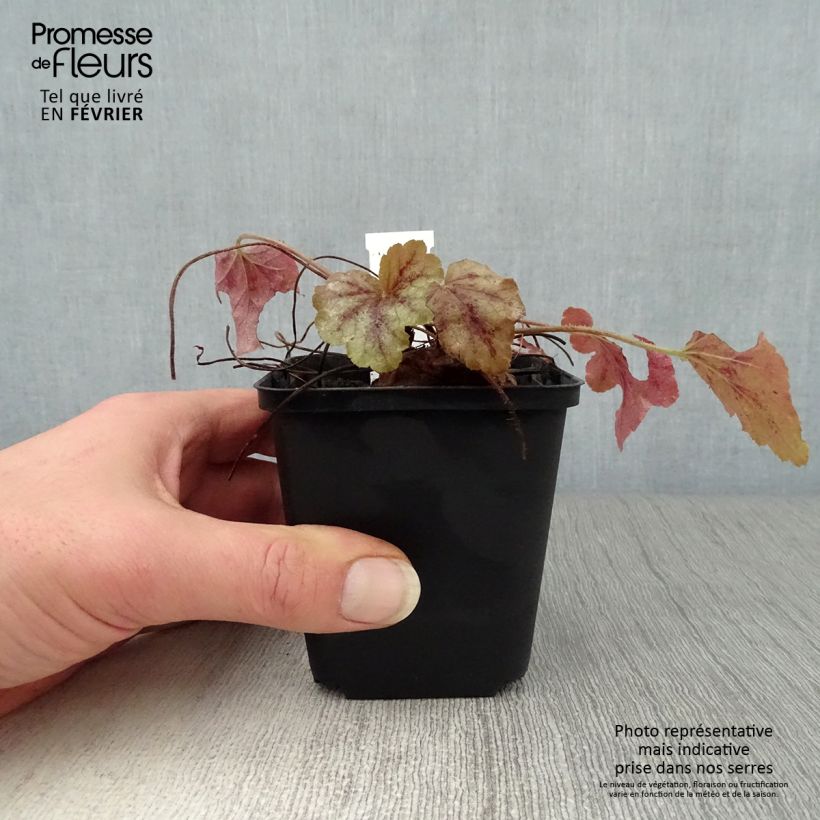 Heucherella Copper Cascade 8/9 cm pot sample as delivered in winter