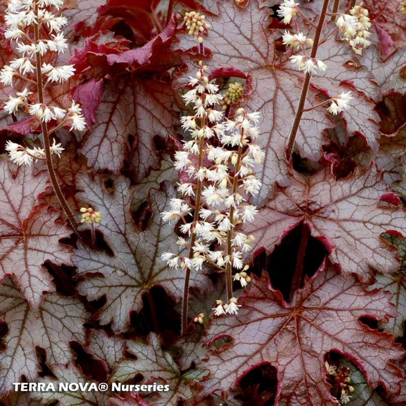 Heucherella Cracked Ice (Foliage)