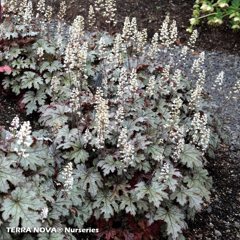 Heucherella Cracked Ice (Plant habit)