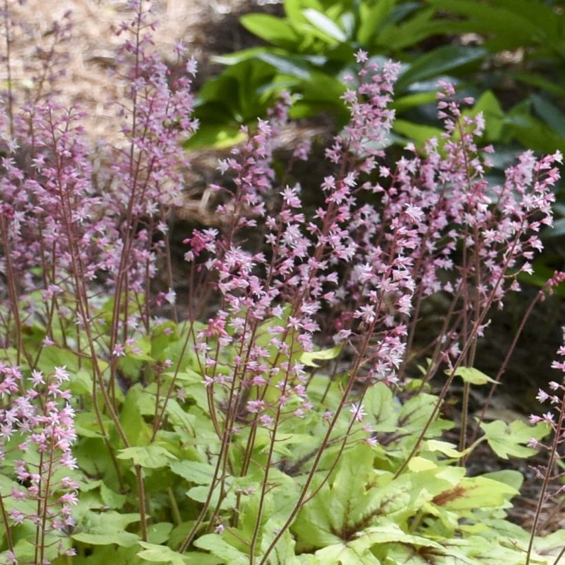 Heucherella Eye Spy (Flowering)