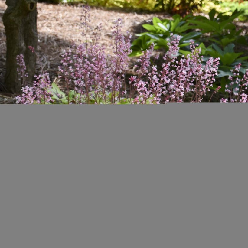 Heucherella Eye Spy (Plant habit)