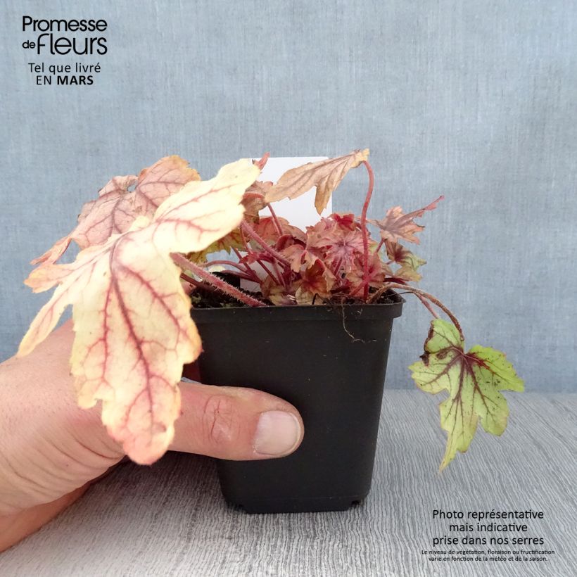 Heucherella Eye Spy sample as delivered in spring