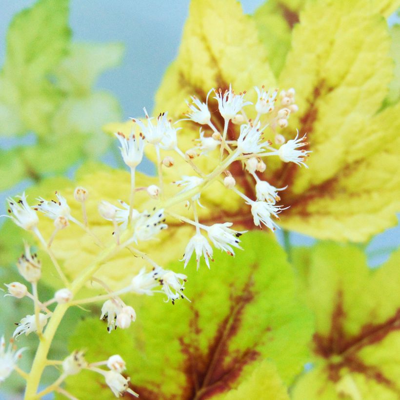 Heucherella Golden Zebra (Flowering)