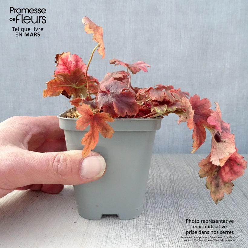 Heucherella Golden Zebra sample as delivered in spring