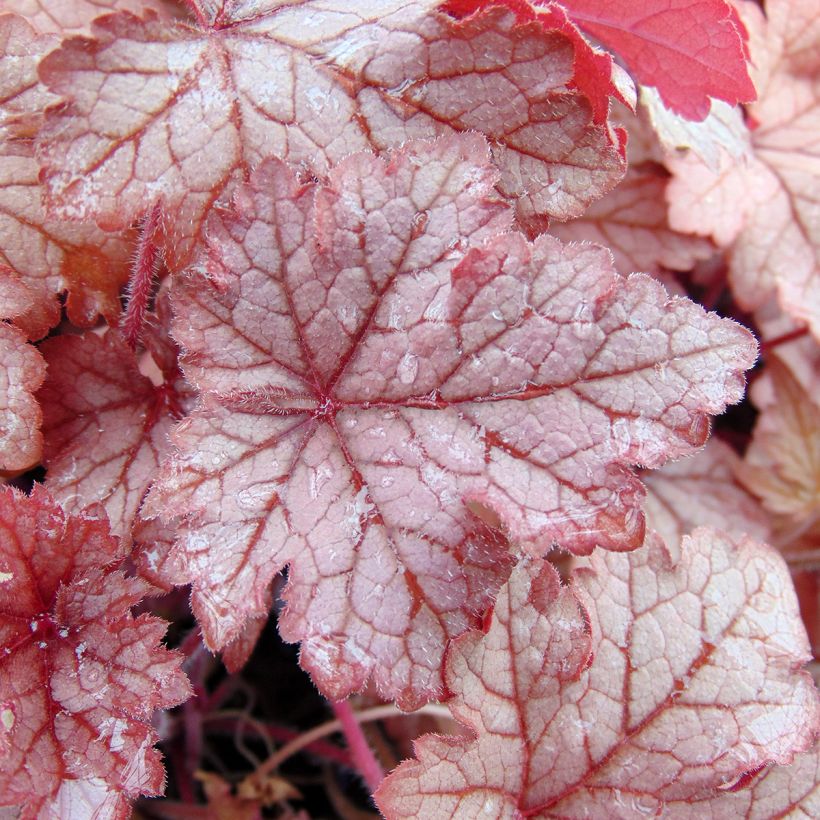 Heucherella Honey Rose (Foliage)