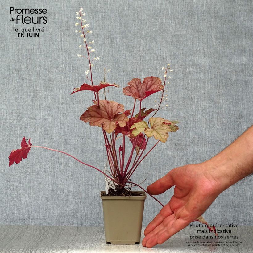 Heucherella Honey Rose 8/9 cm pot sample as delivered in summer