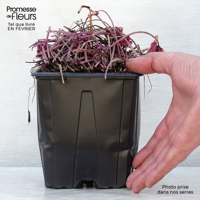 Heucherella Honey Rose 2L/3L pot sample as delivered in winter