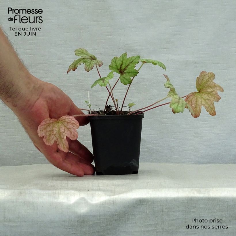 Heucherella Kimono 8/9 cm pot sample as delivered in summer