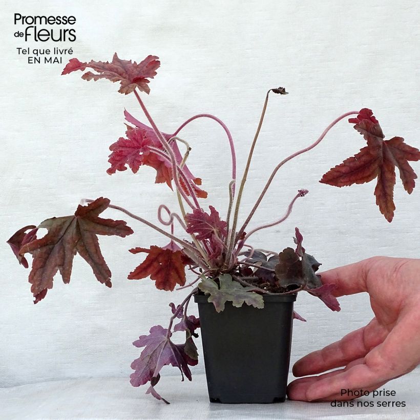 Heucherella Red Rover sample as delivered in spring