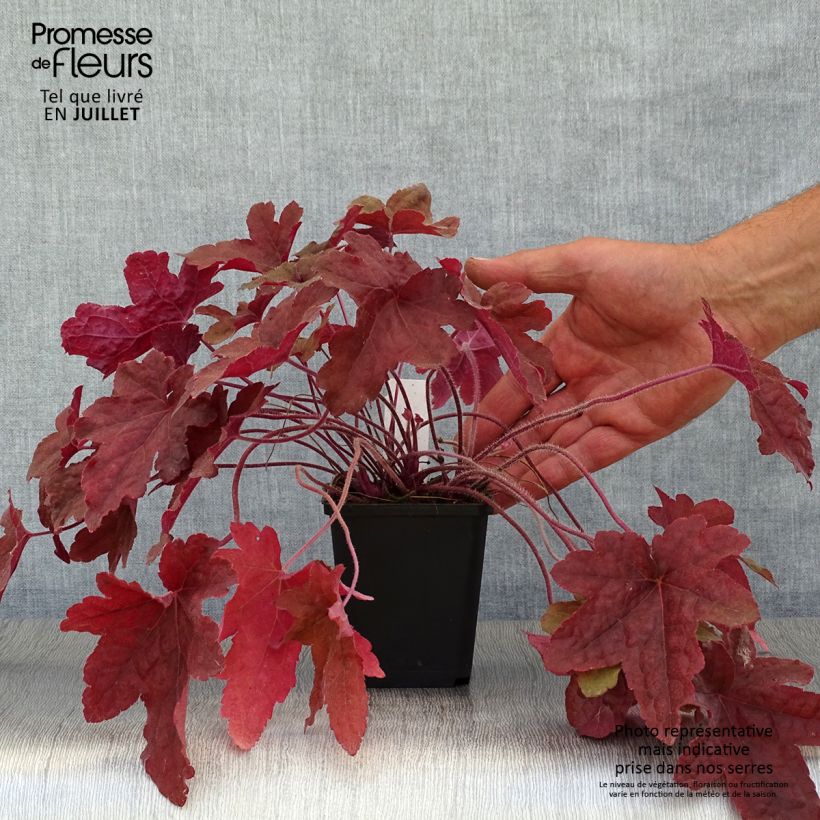 Heucherella Red Rover 8/9 cm pot sample as delivered in summer