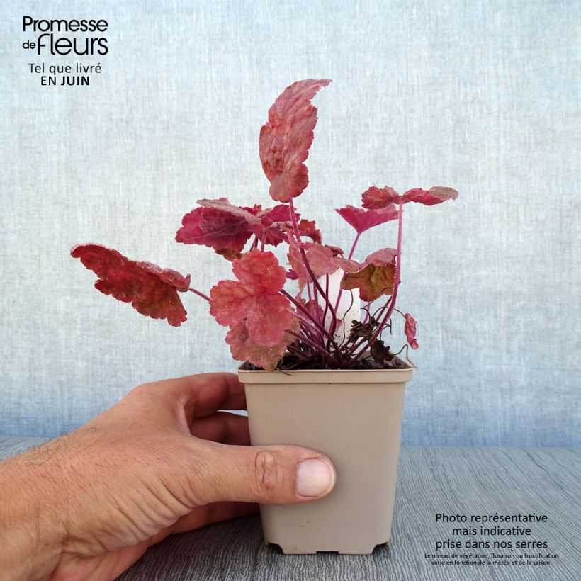 Heucherella Redstone Falls 8/9 cm pot sample as delivered in summer