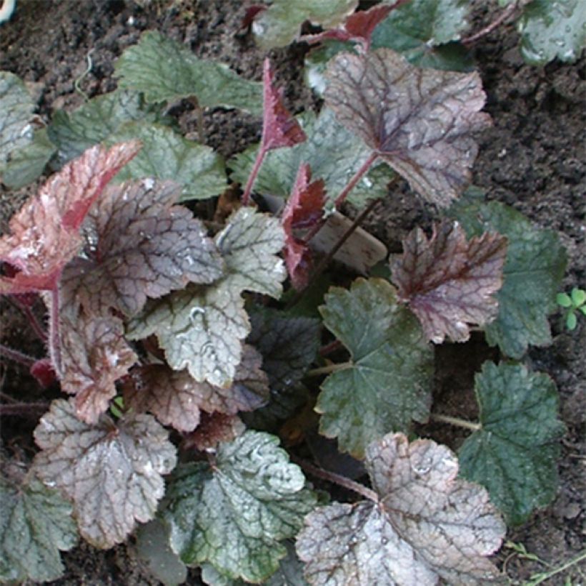 Heucherella Silver Streak (Foliage)