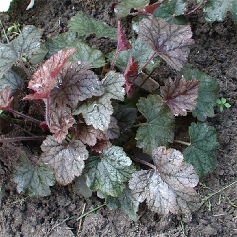 Heucherella Silver Streak (Plant habit)