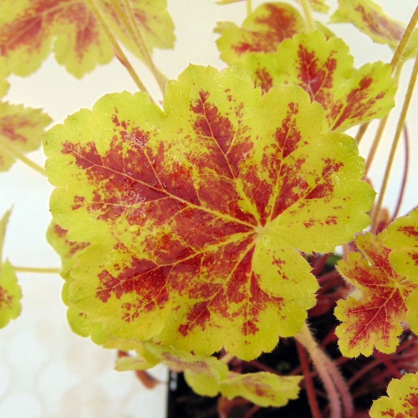 Heucherella Solar Eclipse (Foliage)